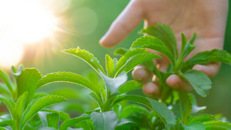Biljka stevia