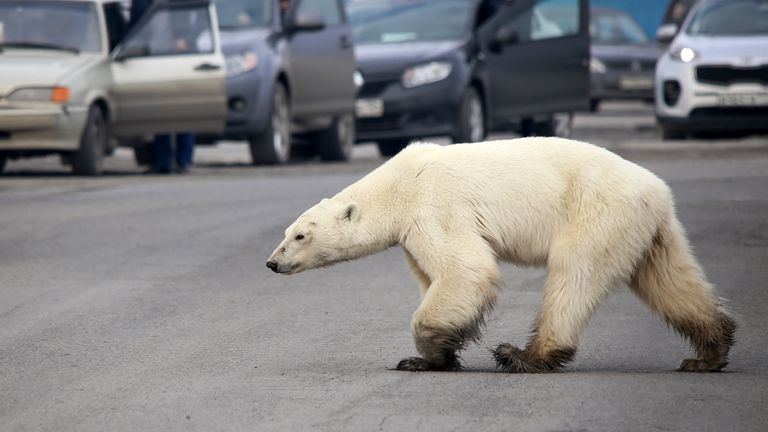 Polarni medvjed luta industrijskim gradom u Rusiji (Foto: AFP)