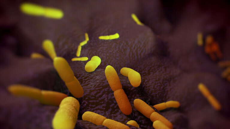 Bakterija Yersinia pestis, ilustracija