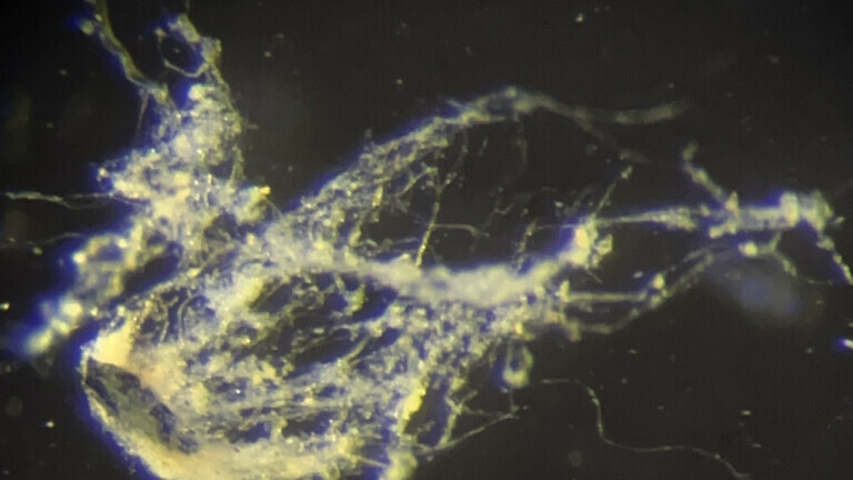 Candidatus Electrothrix yaqonensis