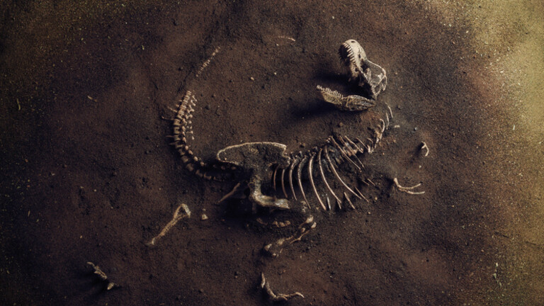 Kostur dinosaura, ilustracija