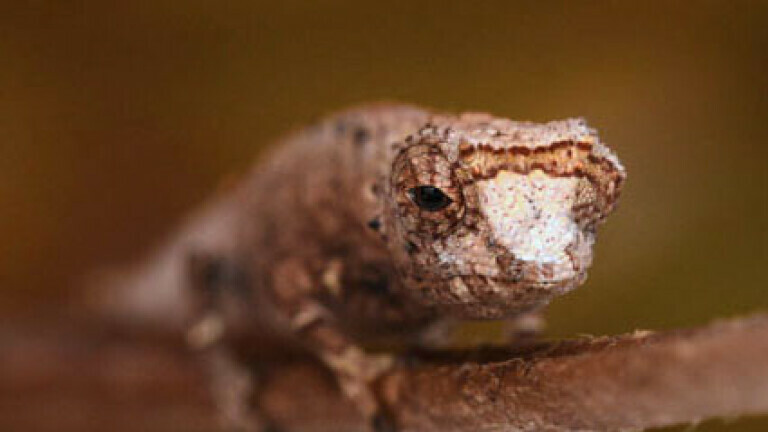 Brookesia nofy