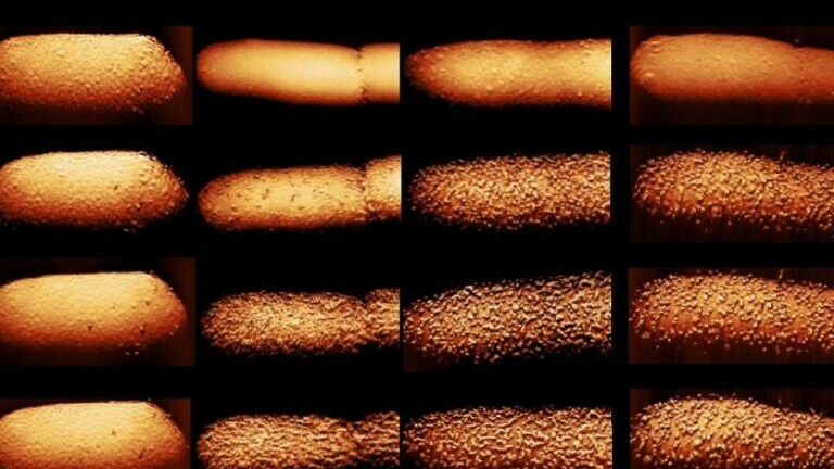 Utjecaj antibiotika na bakteriju E. Coli