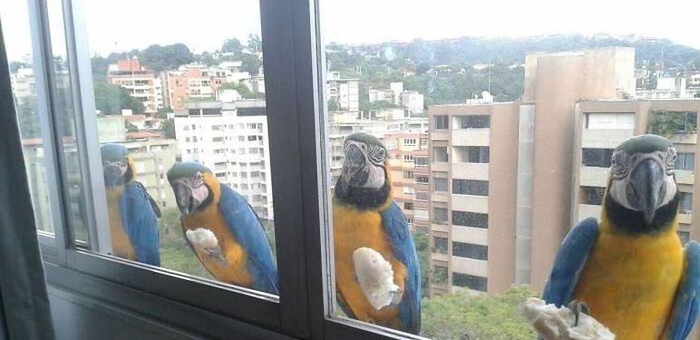 Životinje ispred prozora - 9