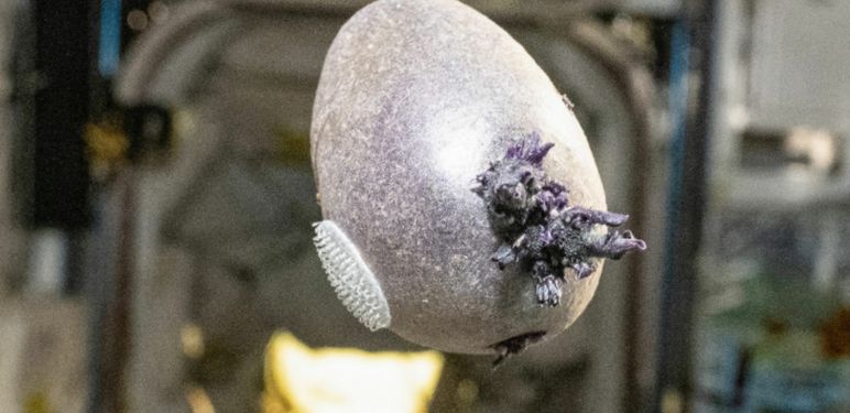 Krumpir uzgojen u svemiru