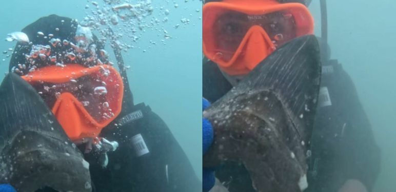 Pronalazak fosila zuba na dnu mora