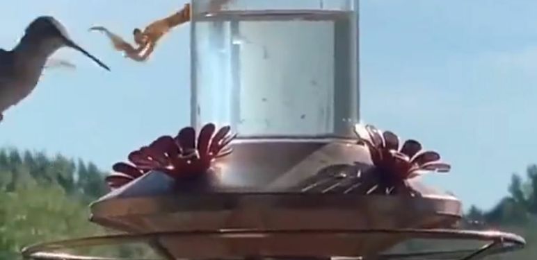 Kolibrić i bogomoljka