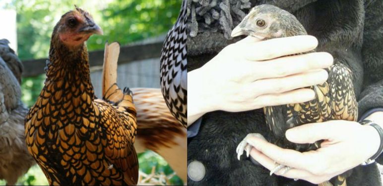 Najstarija kokoš na svijetu Gertie