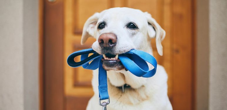 Pas s uzicom u ustima