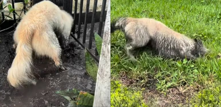 Pas koji se igra u blatnjavoj lokvi