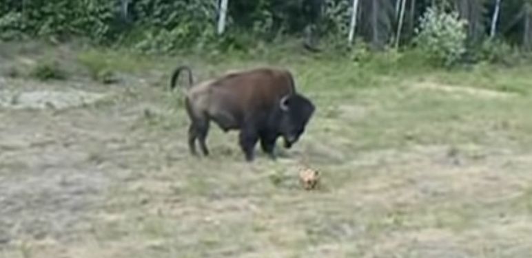 Bizon i pit bull