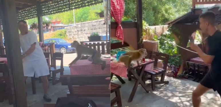Majmun koji napada goste restorana