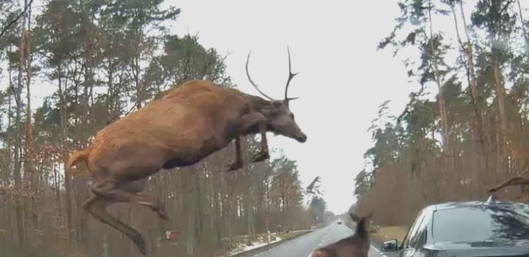 Jelen i auto
