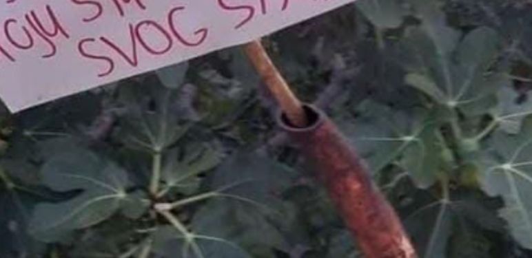 Natpis ispred smokve u Dalmaciji