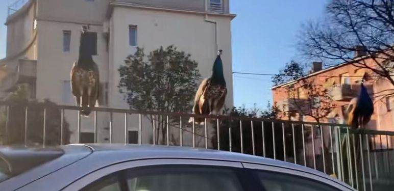 Paunovi u Splitu