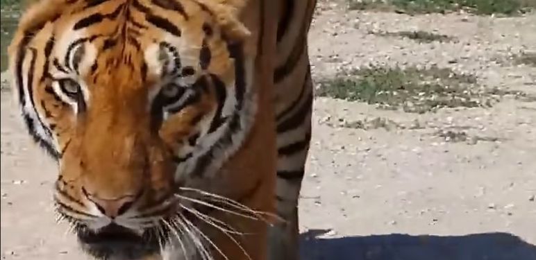 Tigar