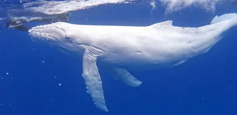 Albino kit