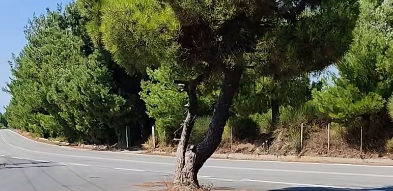 Drvo nasred ceste