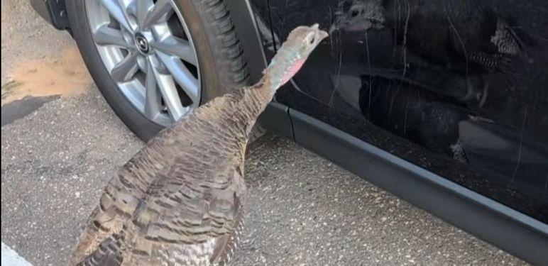 Purica grebe auto