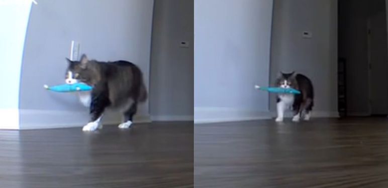 Mačak Pawl kako tužno luta stanom s ribom u ustima