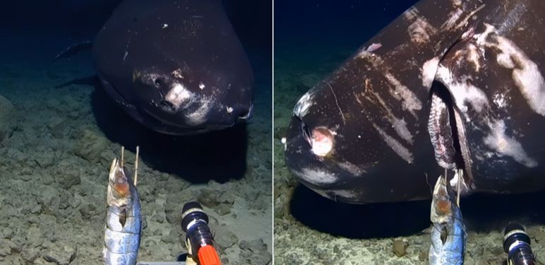 Pacifički pas spavač na dnu mora kako jede mamac uz kameru