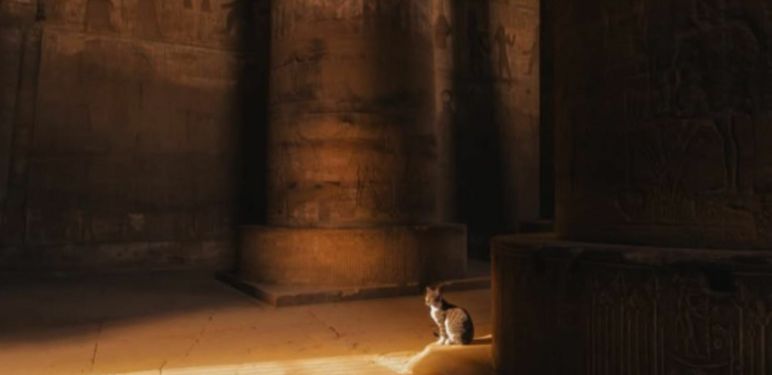 Mačka Cece koja je pronašla dom u hramu u Luksoru