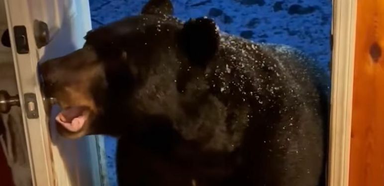 Medvjed zatvara vrata