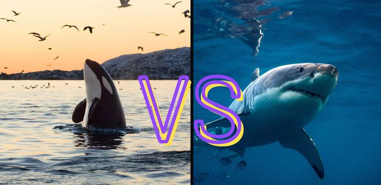 Orka koja viri iz mora i morski pas koji pliva uz naslov VS