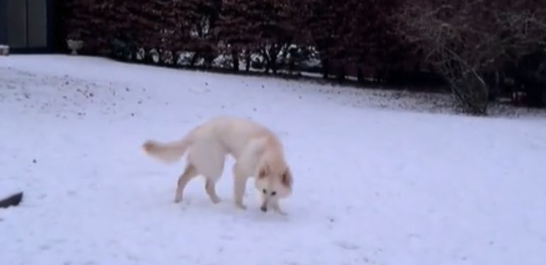 Duke bijeli njemački ovčar