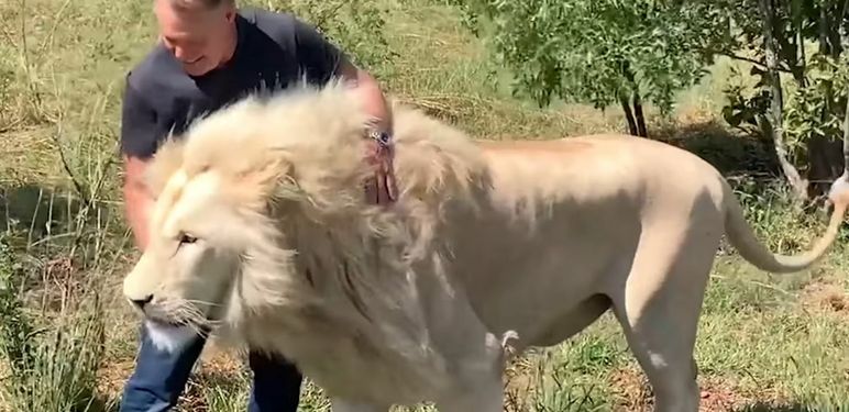 Bliski susret s lavom