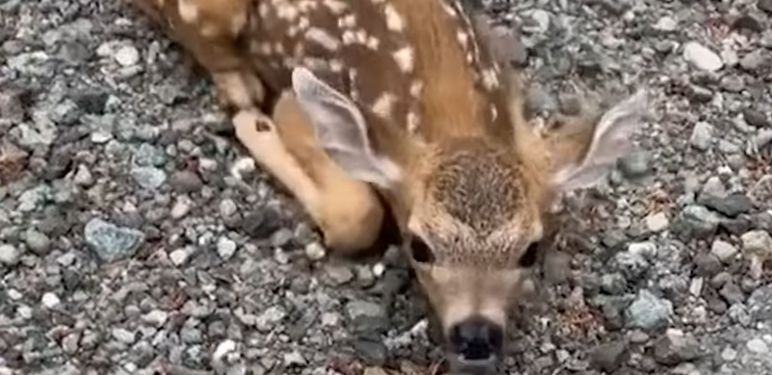 Bambi