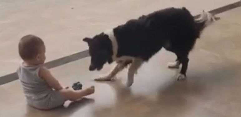 Igra između bebe i psa