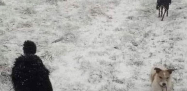 Psi u snijegu i optička varka