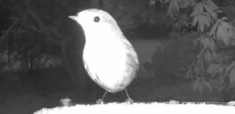 Ptica na snimci s hranilice i neobična silueta u pozadini