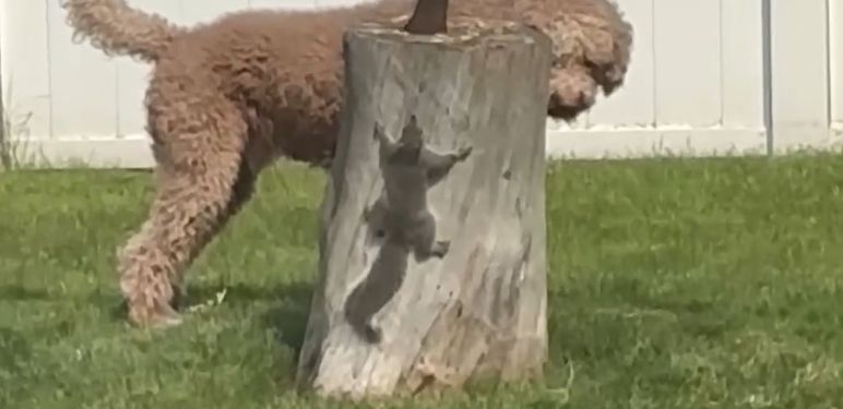 Pas i vjeverica na panju za cijepanje drva