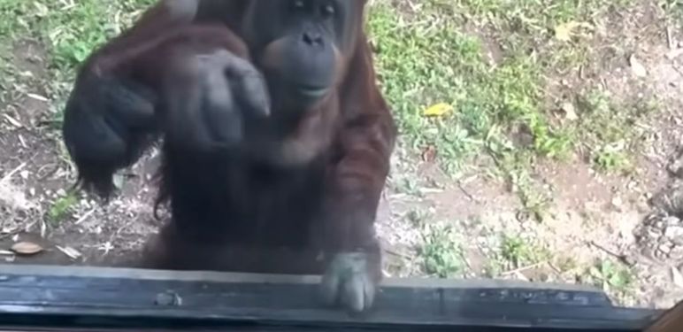 Snalažljivi orangutan