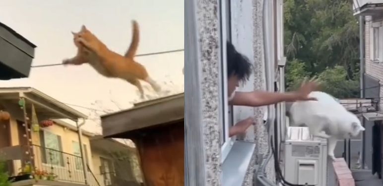 Šašave mačke