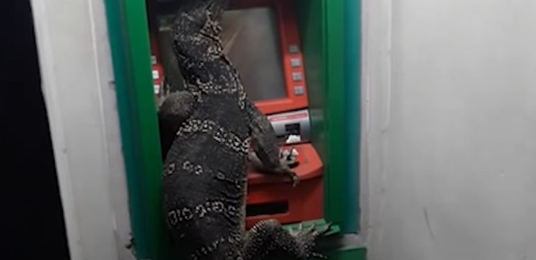 Gušter na bankomatu