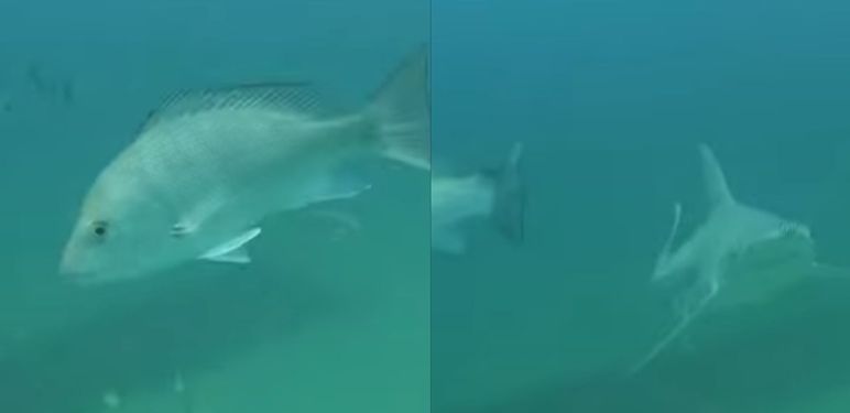 Morska stvorenja u podmorju