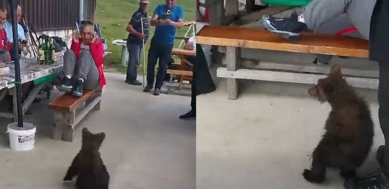 Medvjedić i planinari