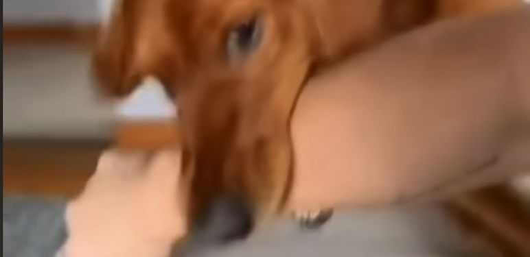 Ugriz