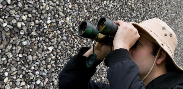 ptica sakrivena među kamenjem