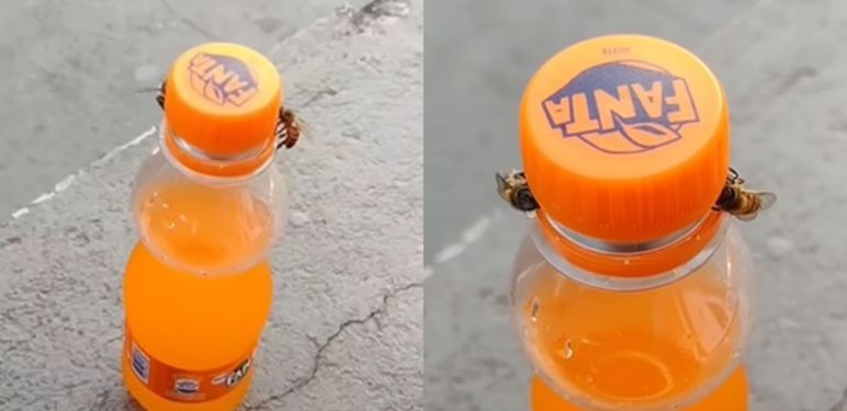 Pčele kako okreću čep boce