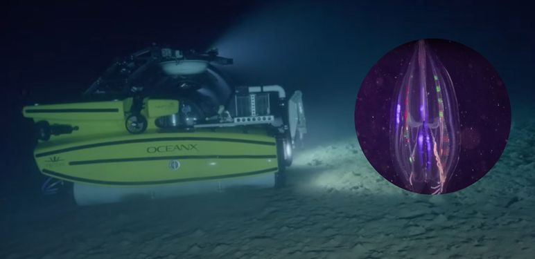 Podmornica za znanstvena istraživanja i bioluminiscentni organizam