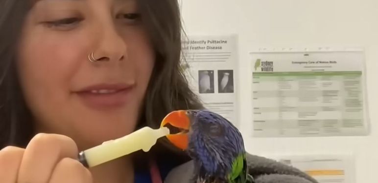 Papiga