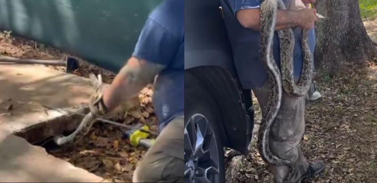 Uklanjanje ogromnog pitona ispod pločnika