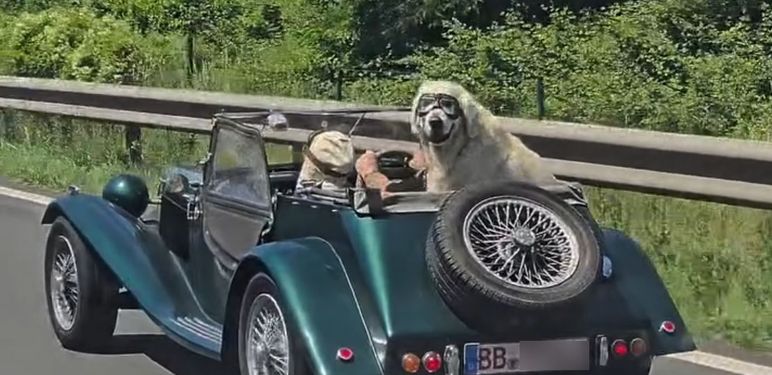 Pas u automobilu
