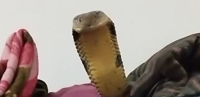 Kobra