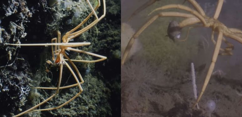 Morski pauk u svom prirodnom staništu