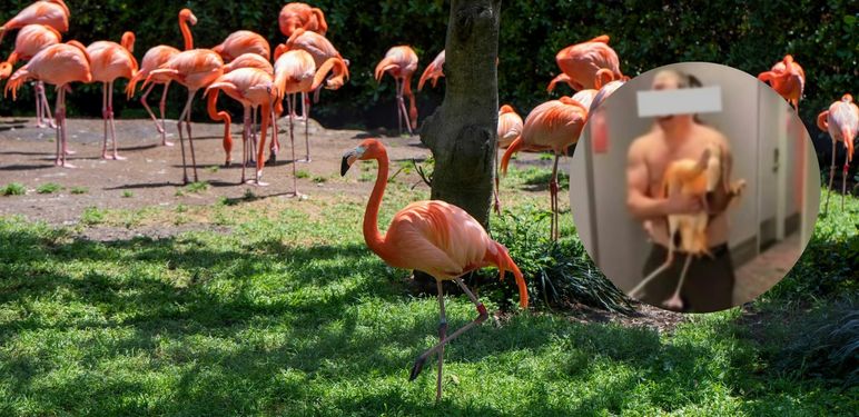Stanište s plamencima i muškarac koji je jednog ukrao